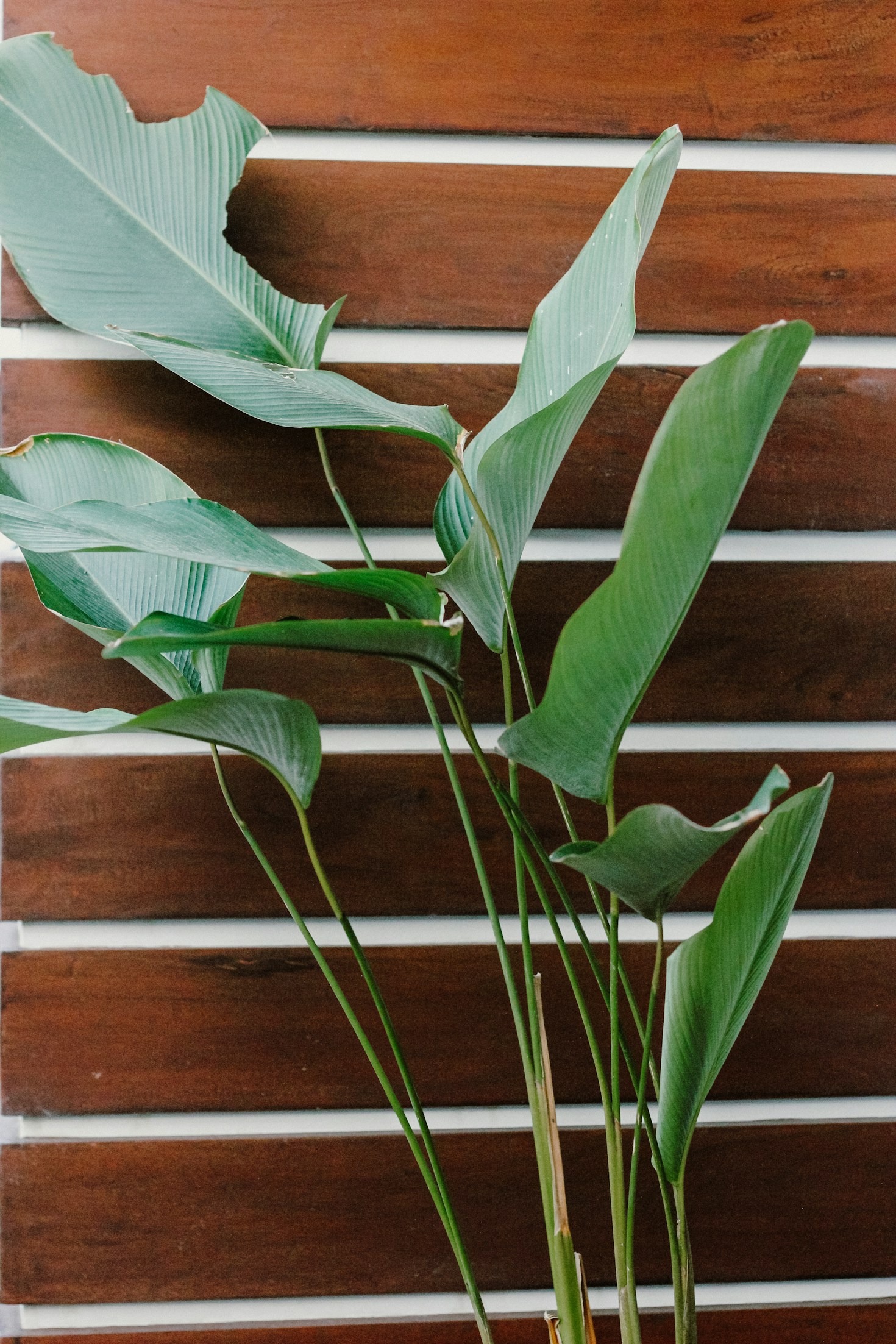 Cuidado y mantenimiento de piezas de madera